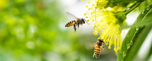 Honey Bees