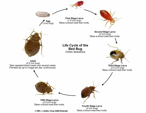 Bed Bug Life Cycle