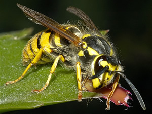 Wasps