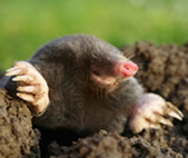 Moles